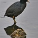 Cute Coot.