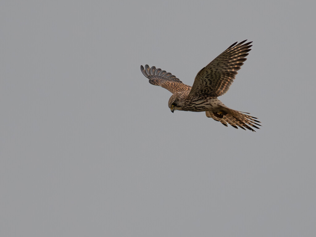 Kestrel hovering in search of prey by anncooke76