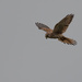 Kestrel hovering in search of prey