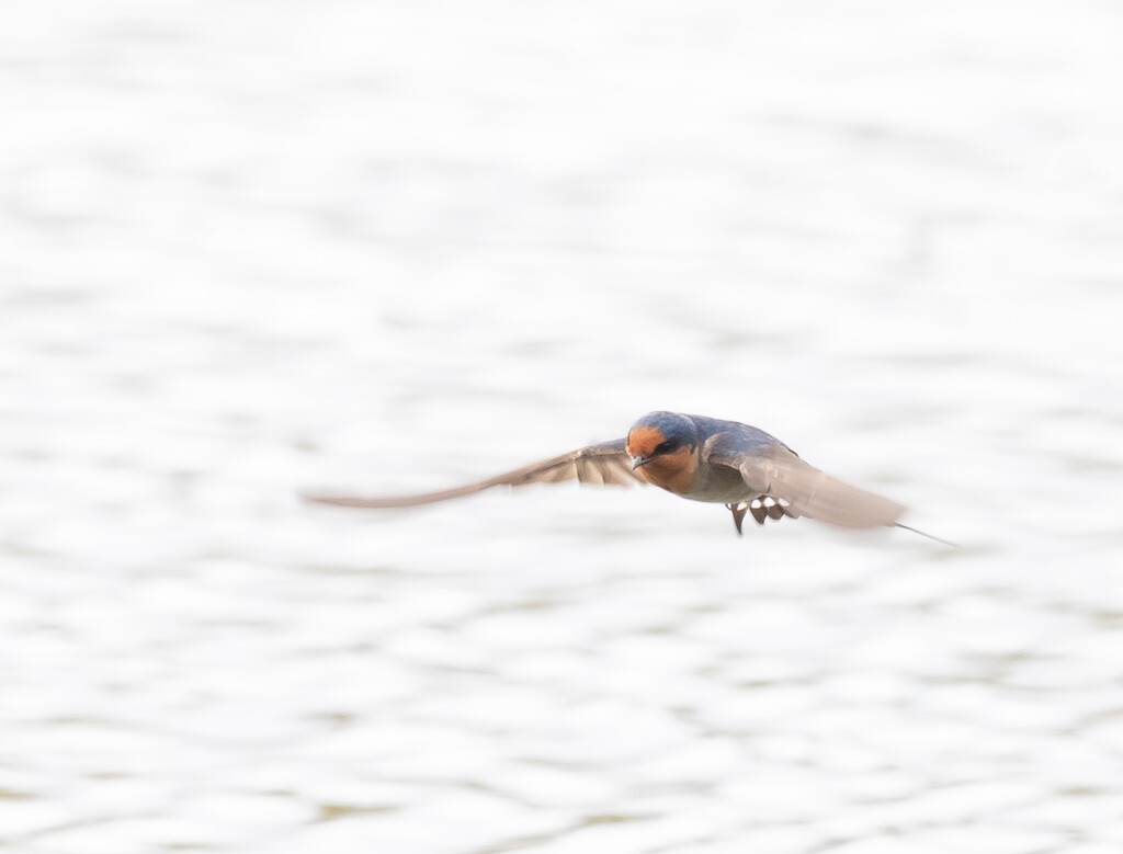 Welcome Swallow zipping around by creative_shots