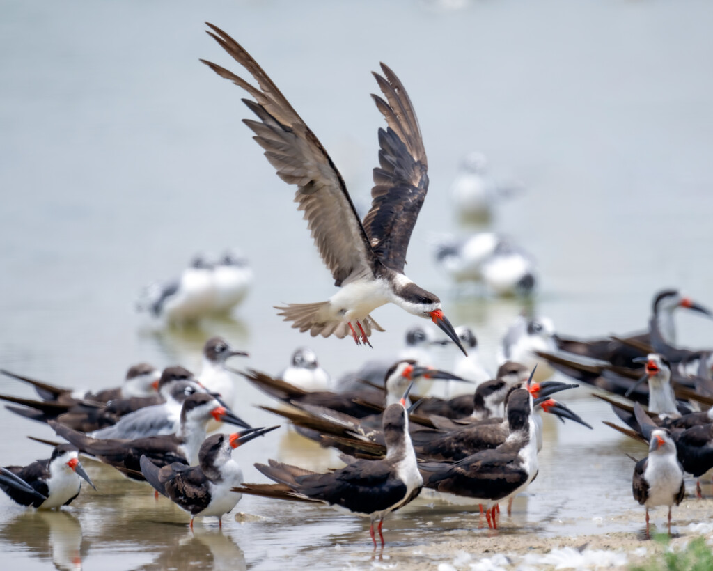 Black Skimmers by nicoleweg