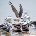 Black Skimmers