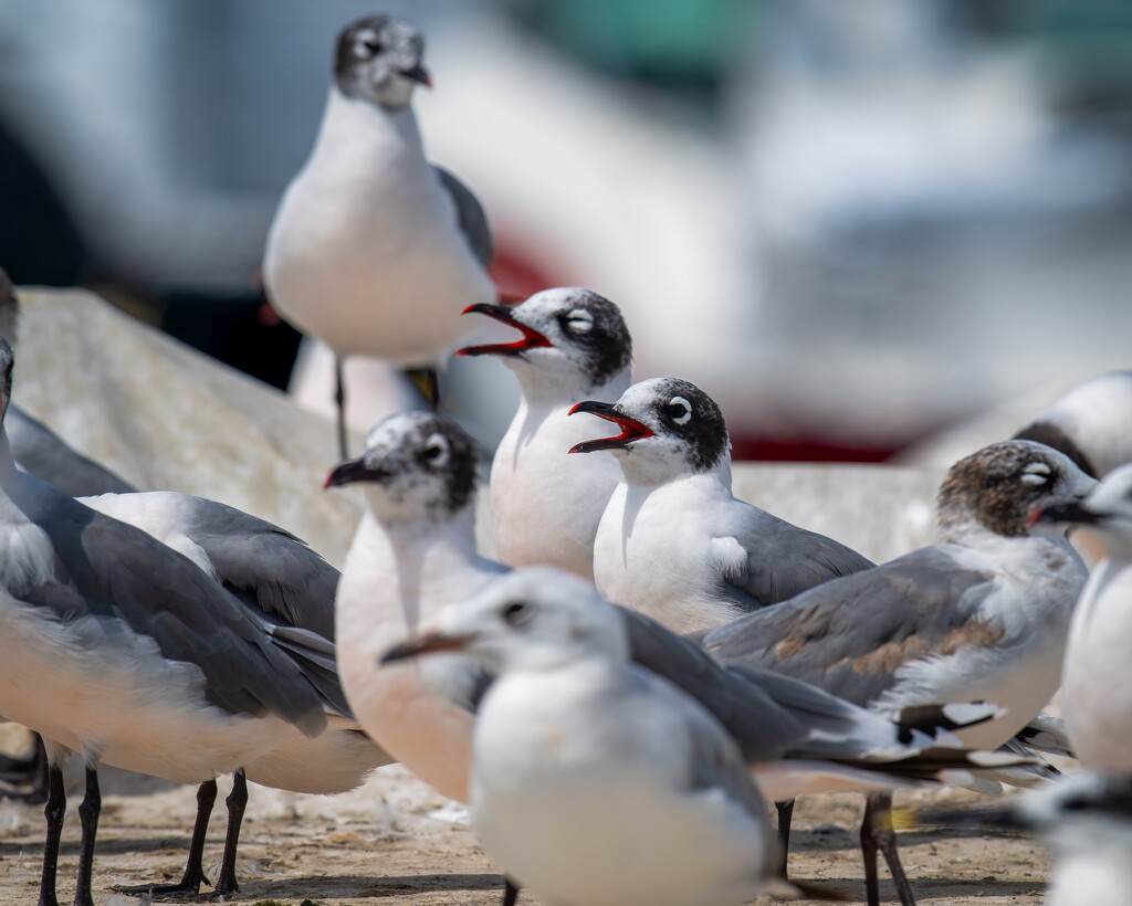 Franklin Gulls by nicoleweg