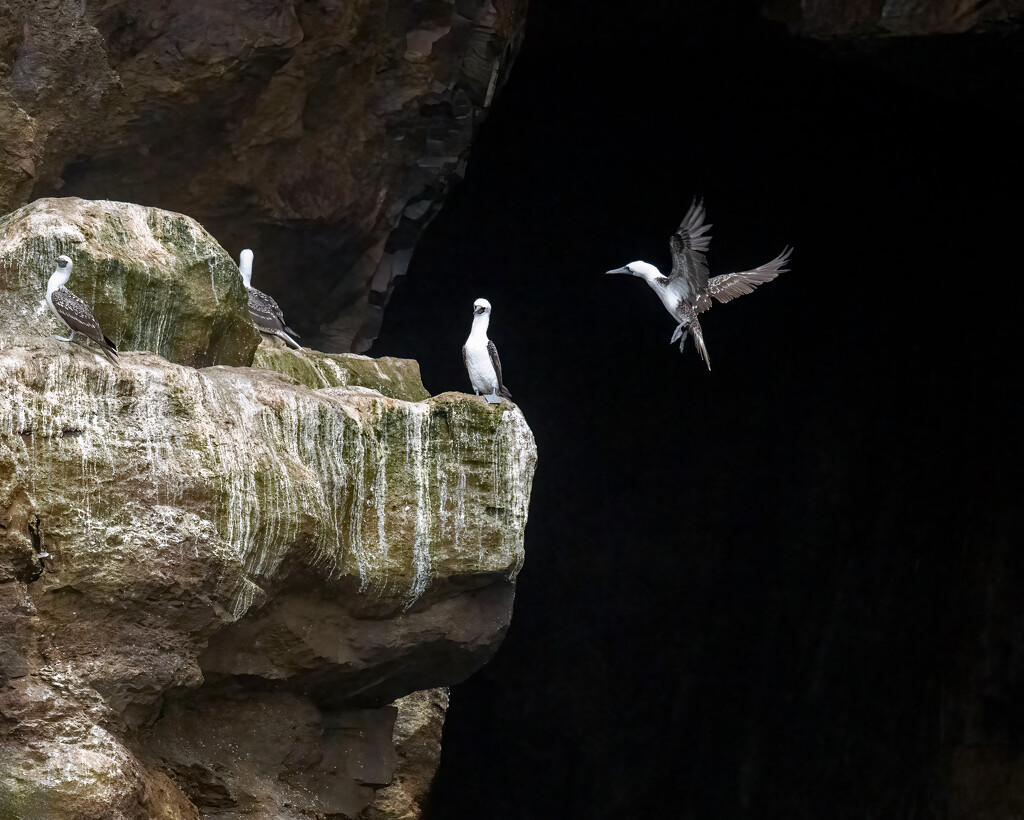 Peruvian Booby by nicoleweg