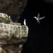 Peruvian Booby