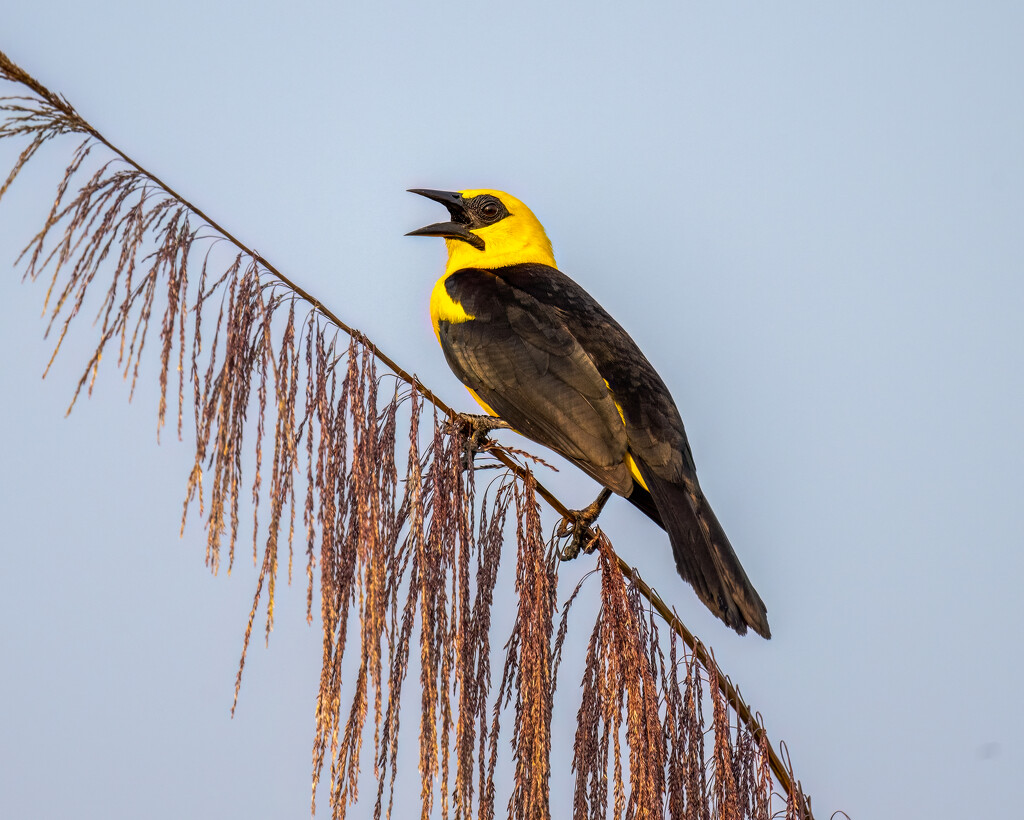 Oriole Blackbird by nicoleweg