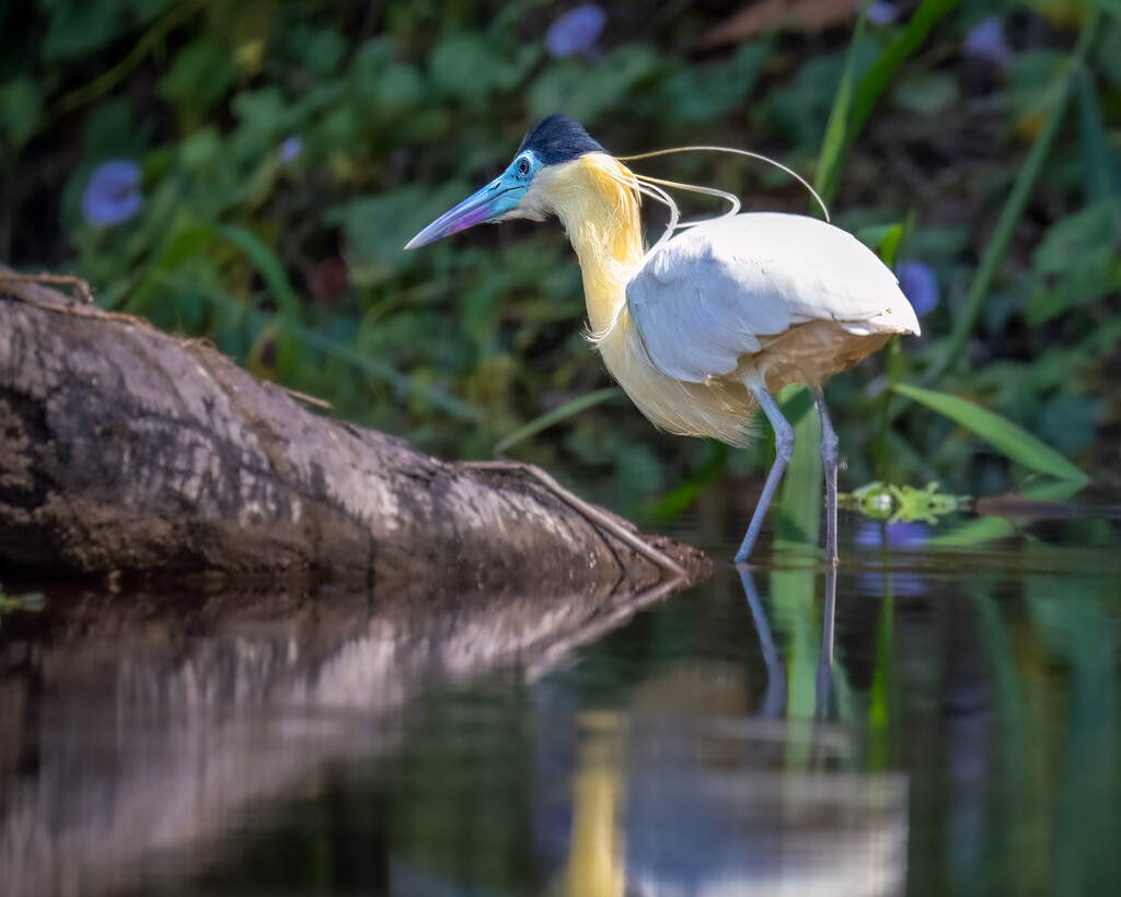 Capped Heron  by nicoleweg