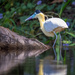 Capped Heron 