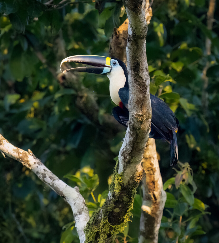 White-throated Toucan  by nicoleweg