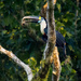 White-throated Toucan 