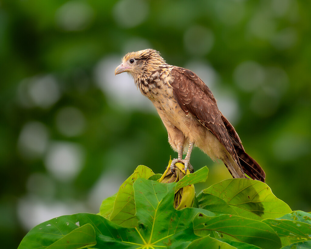 Yellow-headed Caracara by nicoleweg