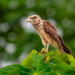 Yellow-headed Caracara