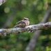 Ladder-tailed Nightjar 