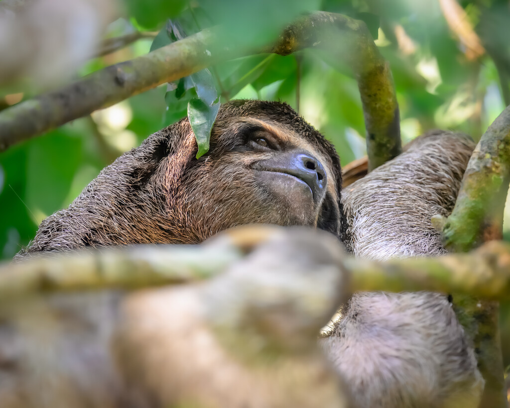 Three-toed Sloth  by nicoleweg