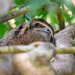 Three-toed Sloth 