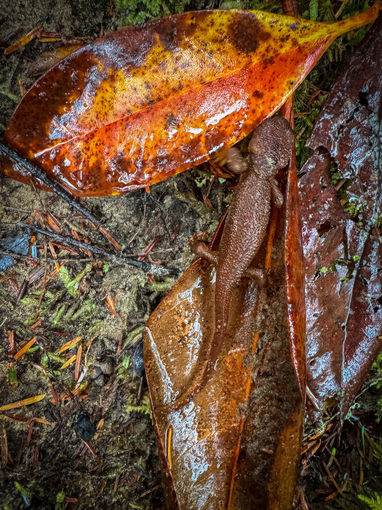 Orange bellied newt by jgpittenger