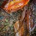 Orange bellied newt