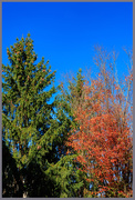 2nd Nov 2024 - Pine Cones and Loss of Leaves — Seasons are a Changing