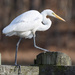 Egret on Pier