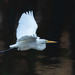 Egret