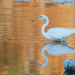 Egret at sunset