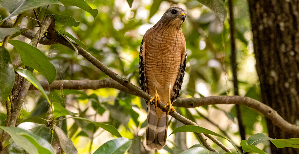 Red Shouldered Hawk! by rickster549