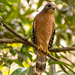 Red Shouldered Hawk!