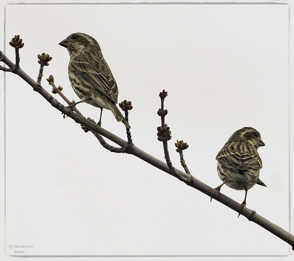 Female Purple Finches? by bluemoon