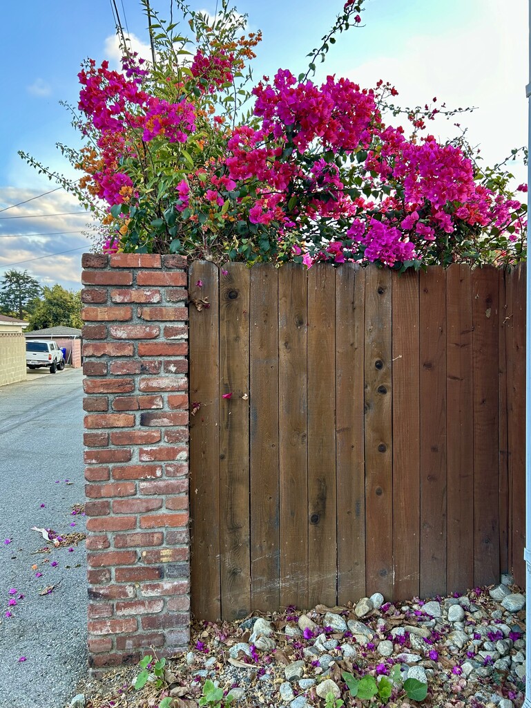 Fence by loweygrace