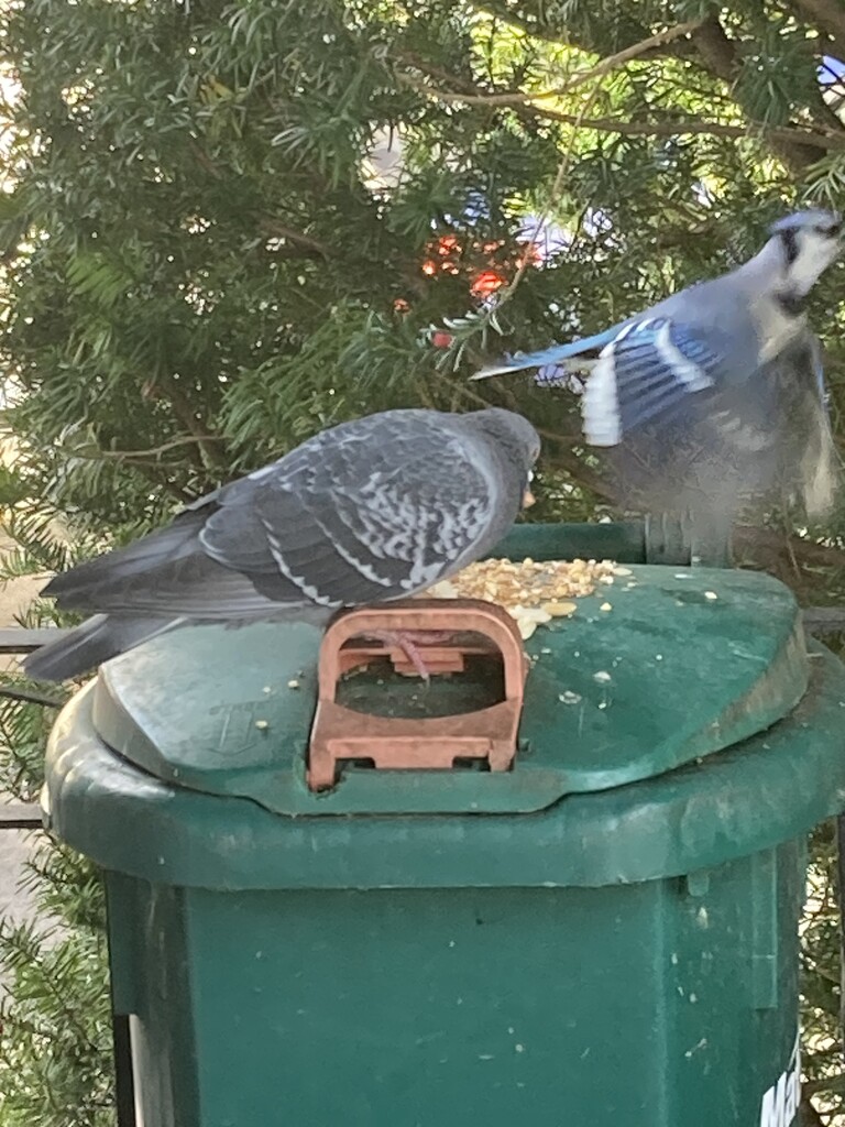 Busy Feeder by spanishliz