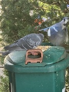 2nd Nov 2024 - Busy Feeder