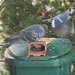 Busy Feeder