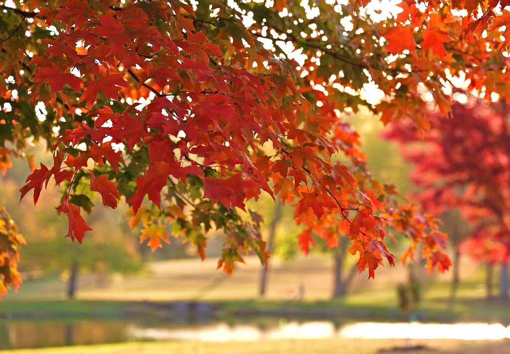 Season of Colored Leaves by lynnz