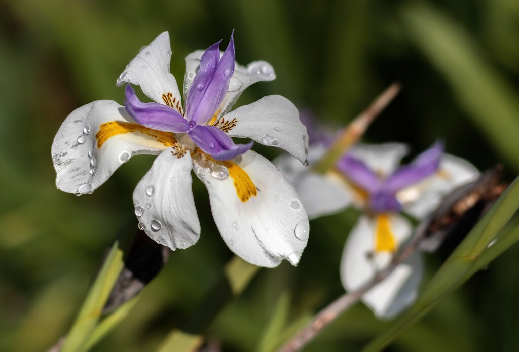 After the rain by ludwigsdiana