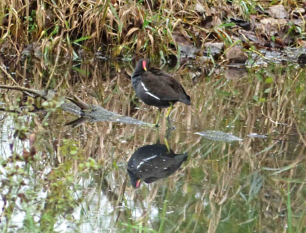 Moorhen by arkensiel