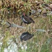 Moorhen