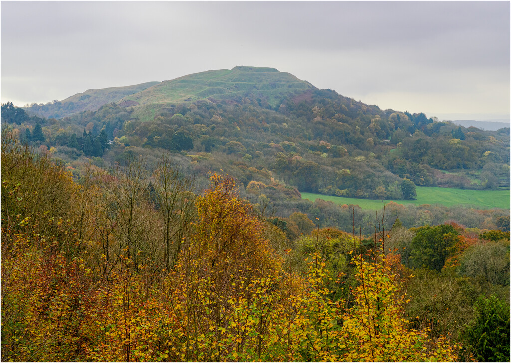 Trees on the Malvern Hills by clifford