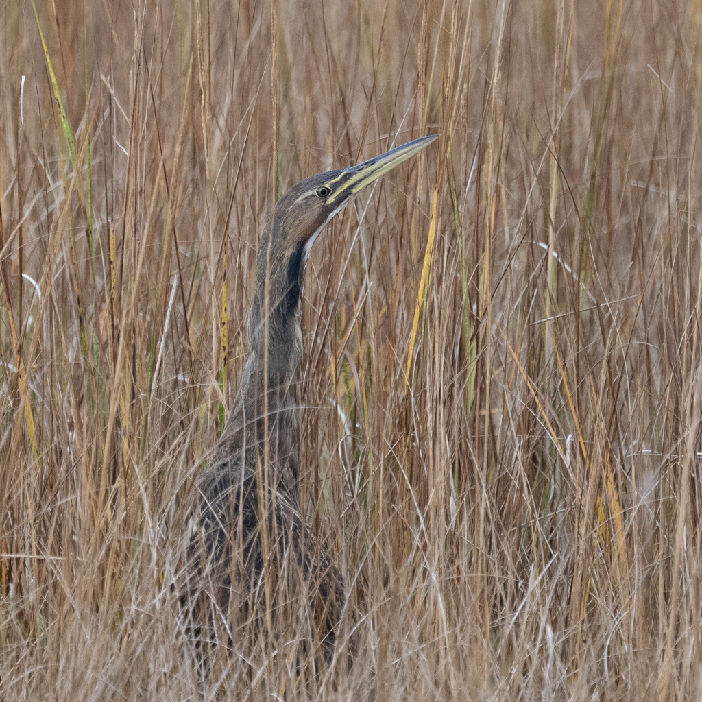 Hiding in plain sight by mccarth1