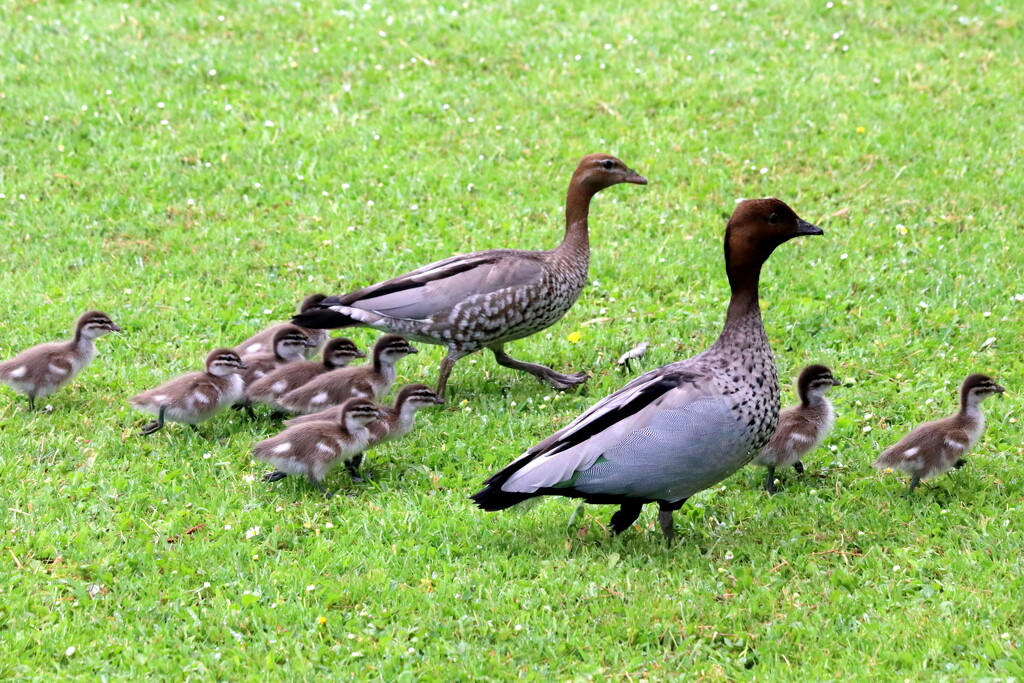 Happy family by gilbertwood