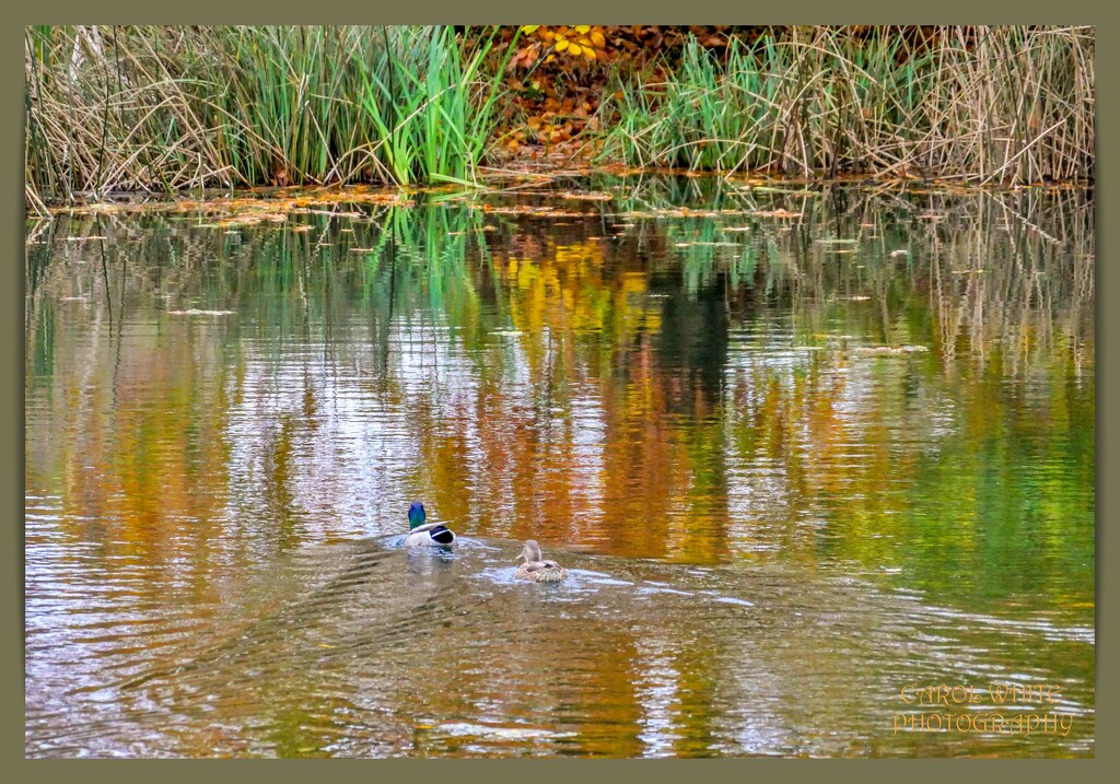 Reflections And Two Little Ducks by carolmw