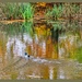 Reflections And Two Little Ducks