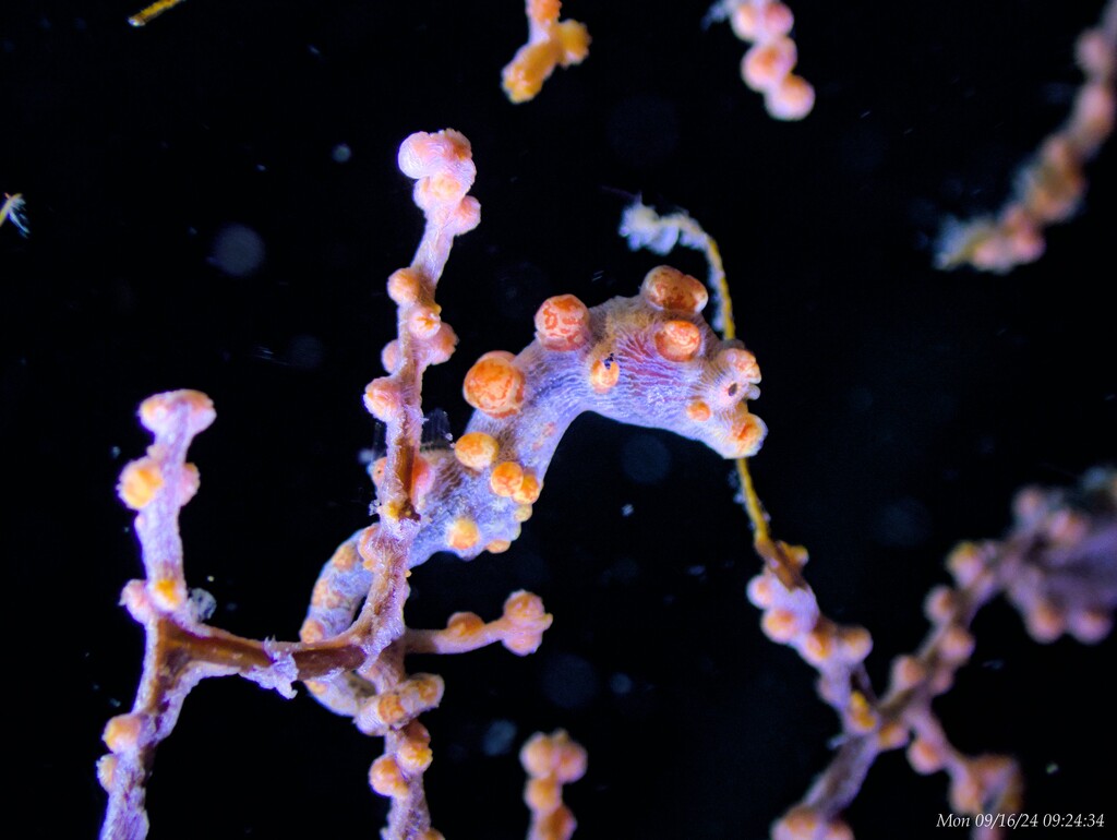 Pygmy Seahorse by wh2021