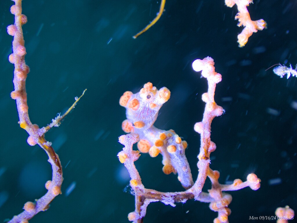 Pygmy Seahorse by wh2021