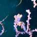 Pygmy Seahorse