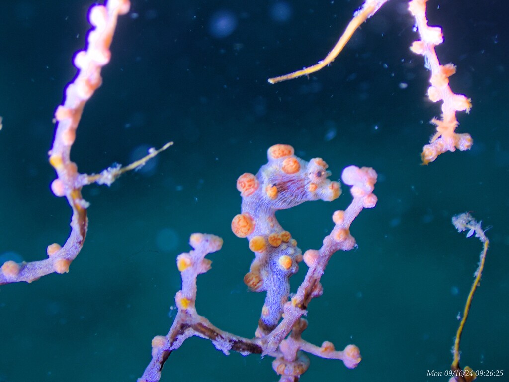 Pygmy Seahorse by wh2021