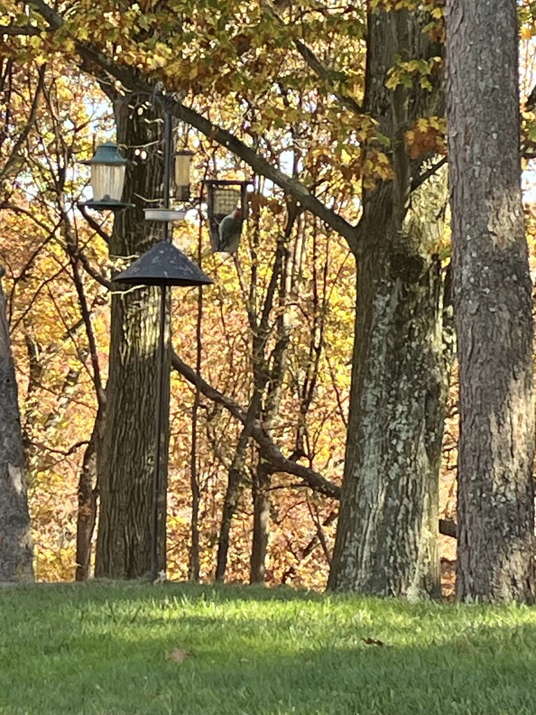 Empty Feeder by pej76