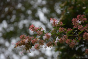 2nd Nov 2024 - Abelia