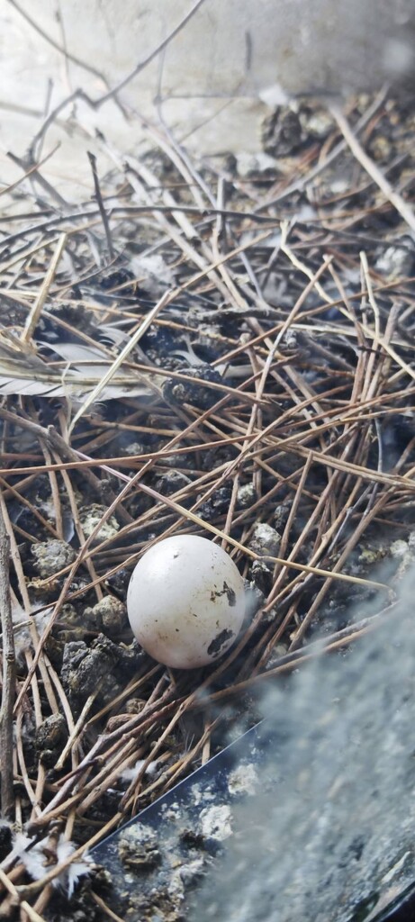 Abandoned Egg in Nature's Nest by 101mindfulcafe