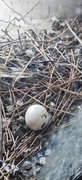 3rd Nov 2024 - Abandoned Egg in Nature's Nest