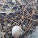 Abandoned Egg in Nature's Nest